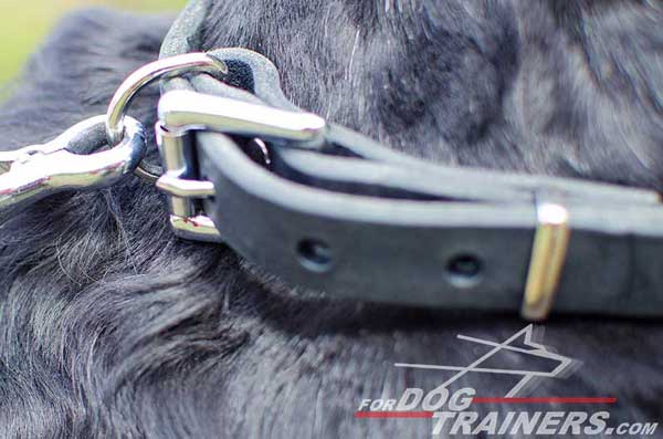 Nickel Buckle on Spiked Dog Collar Leather