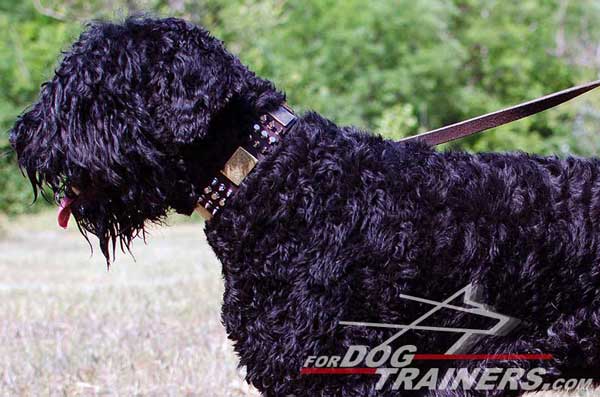 Beautiful Black Russian Terrier Collar Leather