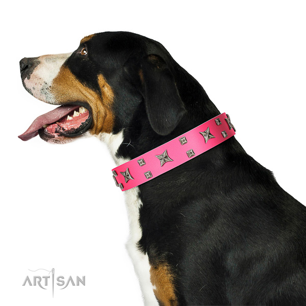 Extraordinary walking pink leather Swiss Mountain Dog
collar with
modern decorations