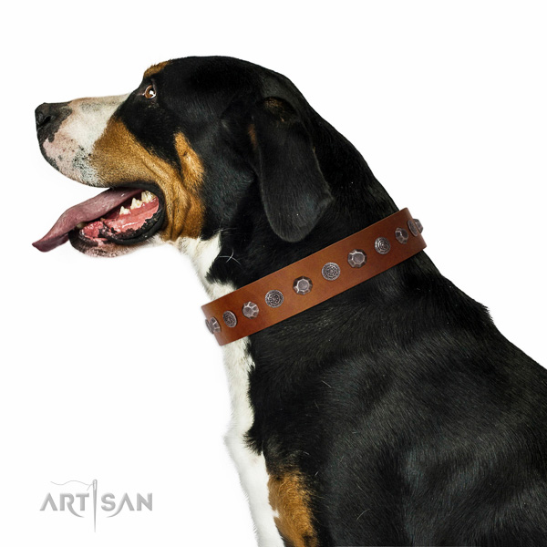 Extraordinary walking tan leather Swiss Mountain Dog collar with
chic decorations
