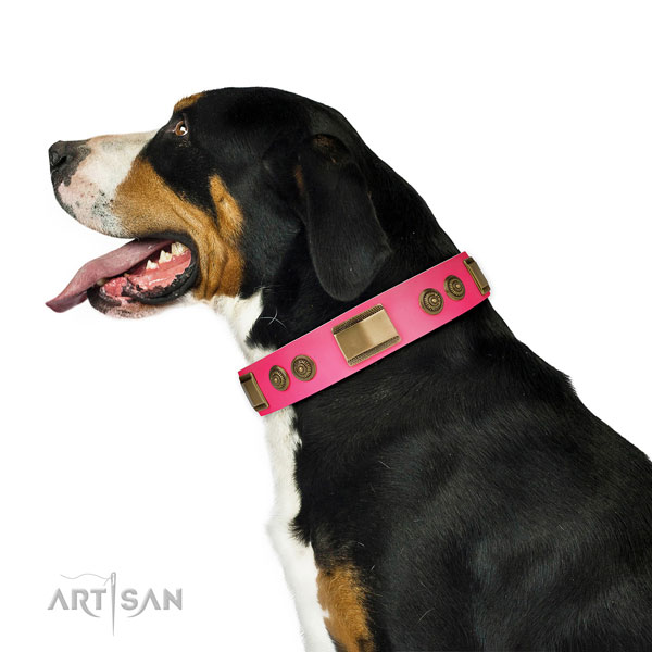 Swiss Mountain Dog comfortable wearing dog collar of soft natural leather