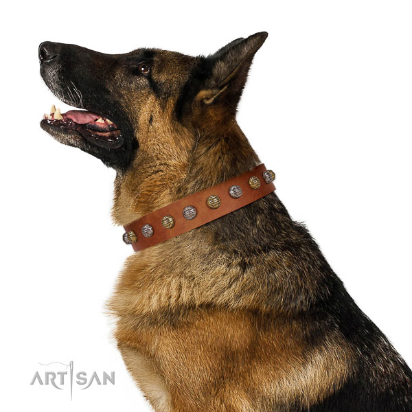 Best quality German Shepherd collar designed by FDT Artisan