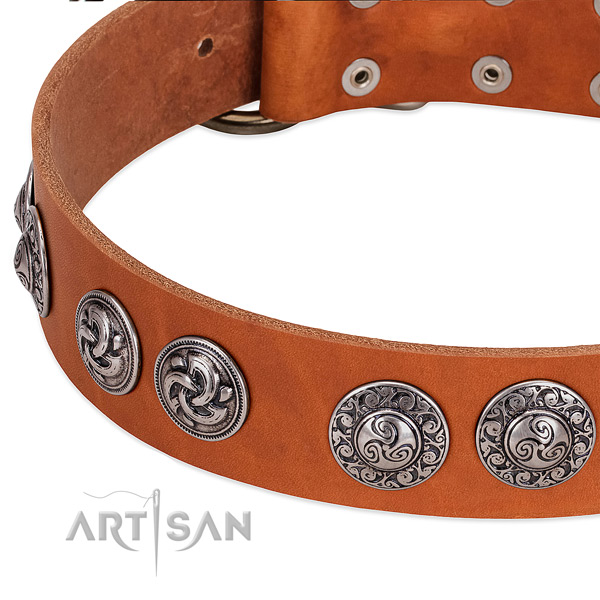 Tan leather dog collar with firmly riveted decorations