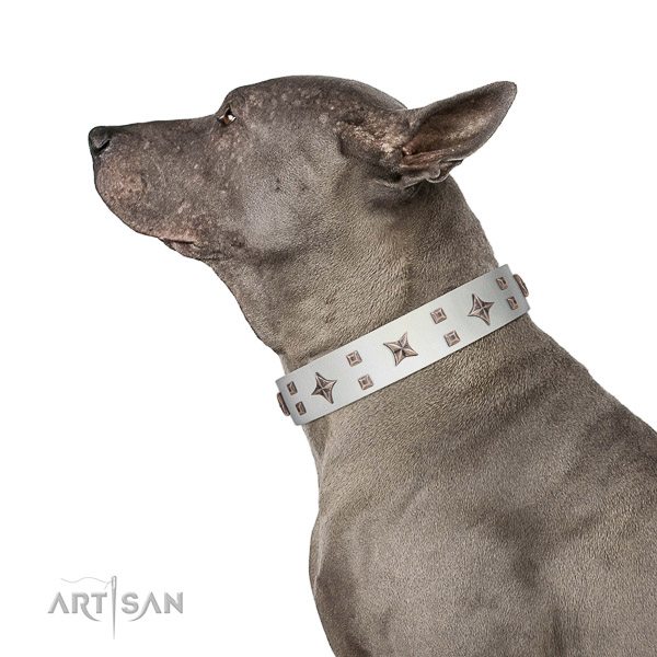 Extraordinary walking white leather Thai Ridgeback collar
with
chic decorations