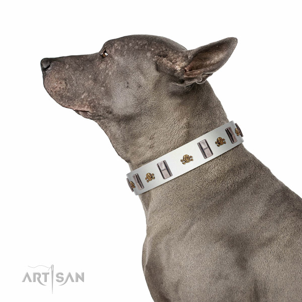 Extraordinary walking white leather Thai Ridgeback
collar with chic decorations