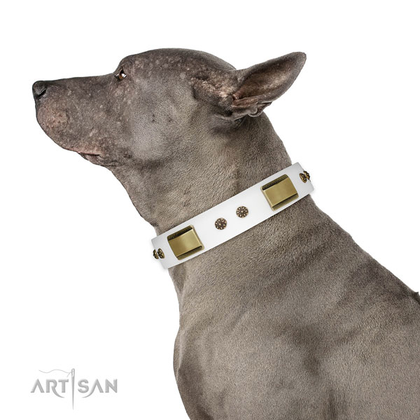 Thai Ridgeback handy use dog collar of fashionable leather