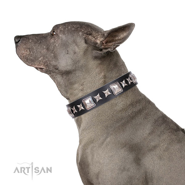 Thai Ridgeback inimitable full grain genuine leather dog collar with embellishments
