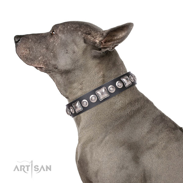 Thai Ridgeback amazing full grain leather dog collar with decorations