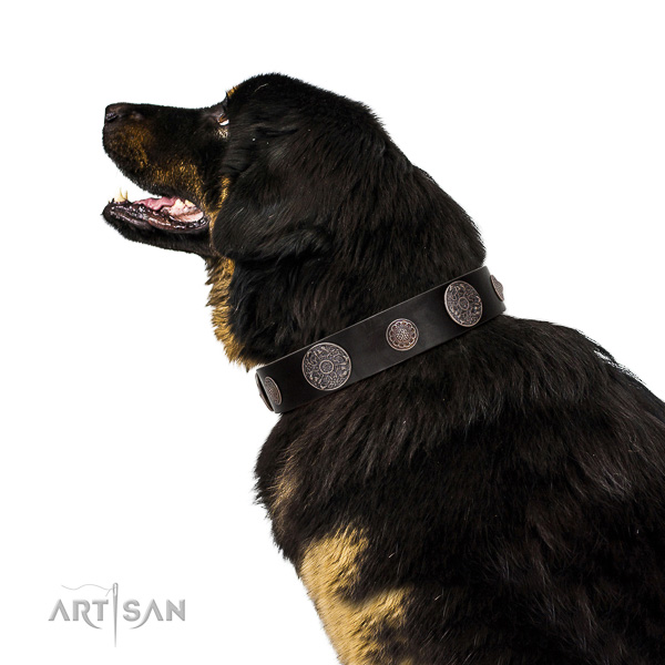 Incredible quality leather Tibetan Mastiff collar for better
handling