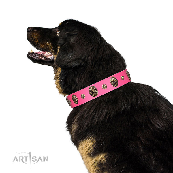 Pink Leather Tibetian Mastiff Collar for Awesome Look
