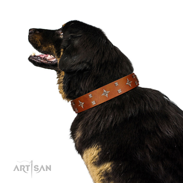Deluxe leather Tibetan Mastiff collar for better
handling