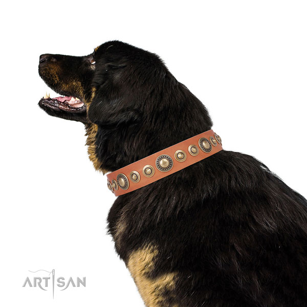 Tibetian Mastiff extraordinary full grain natural leather dog collar with decorations