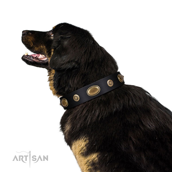 Tibetian Mastiff comfortable wearing dog collar of stylish leather