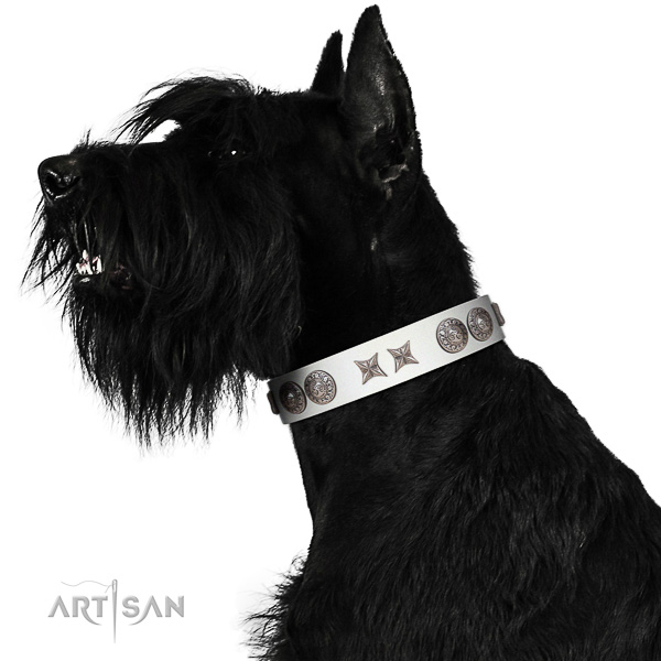 Royal Riesenschnauzer Collar of Genuine Leather and Chrome-plated Hardware