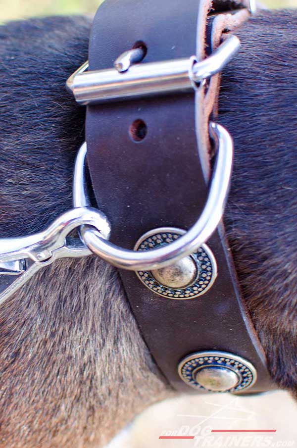 Rust resistant nickel fittings for leather Pitbull collar