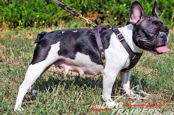 Stitched Leather Harness for French Bulldog Puppies