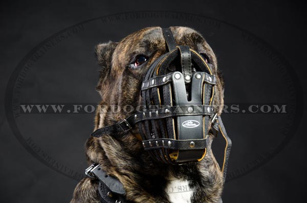 Nappa Padded Leather Basket Muzzle for Cane Corso