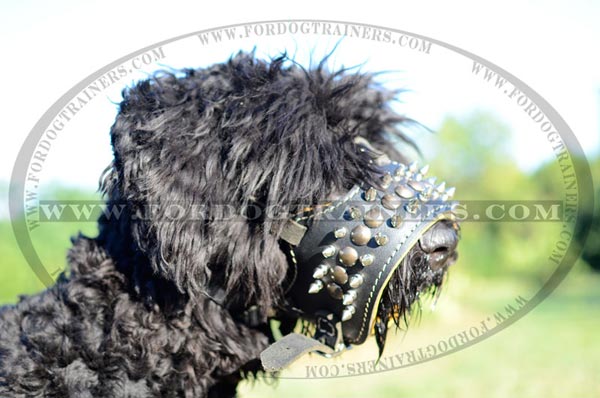 Spiked leather dog muzzle on Black Russian Terrier