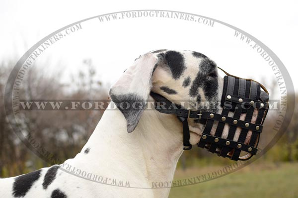 Nappa Leather Padded Basket Muzzle for Great Danes