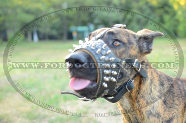 Great Dane wearing spiked leather dog muzzle