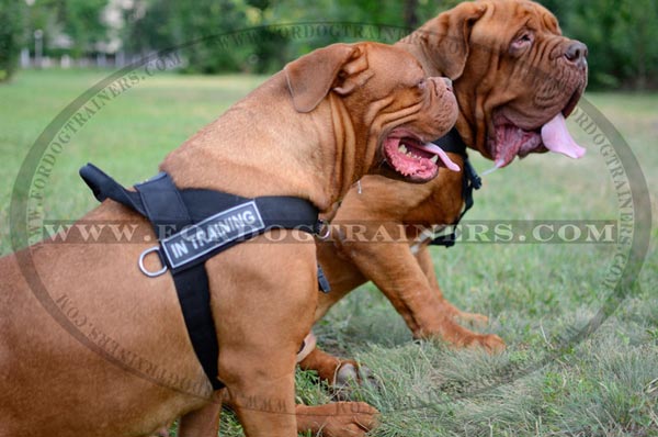 dog harness without under belly strap